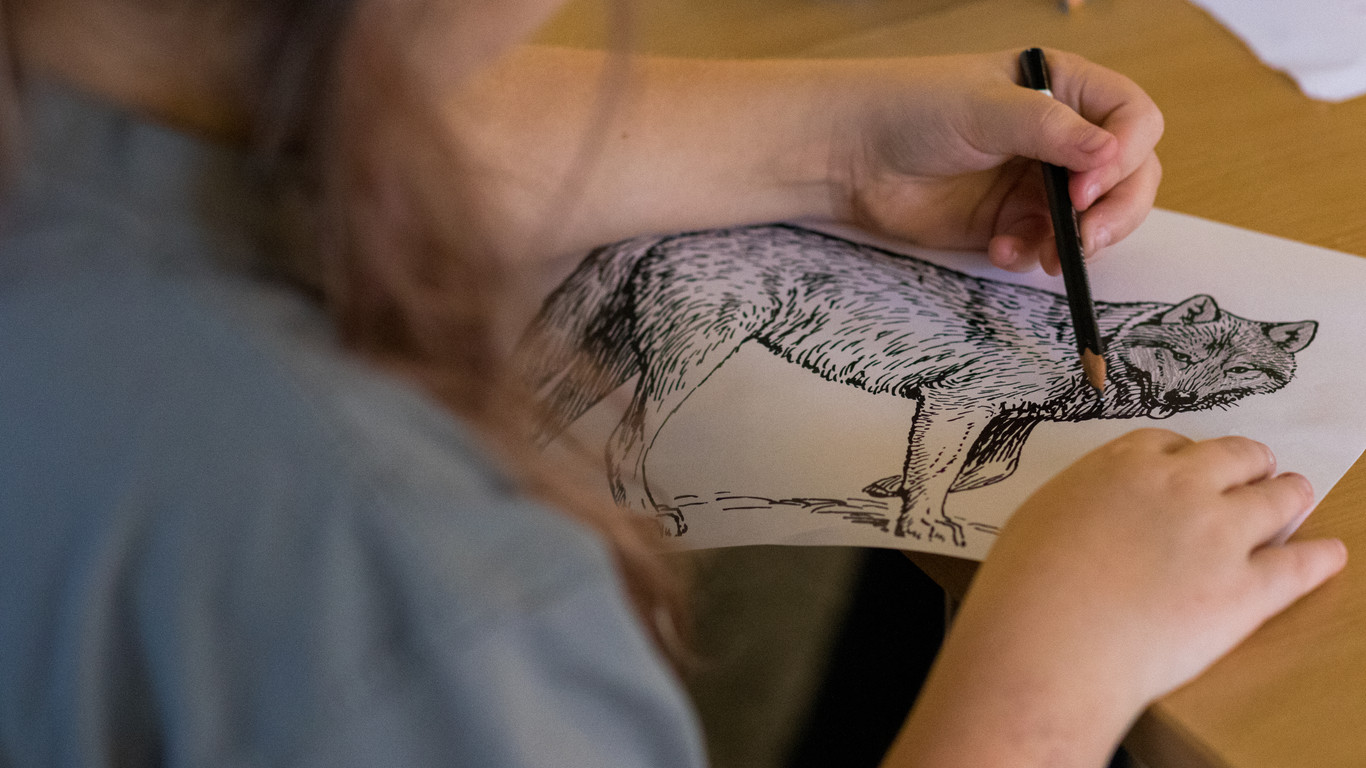 Kulturskoleelev på visuell kunst tegner en ulv